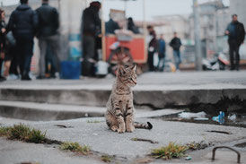 Tierkommunikation, www.finde-tiere.de, Katze vermisst